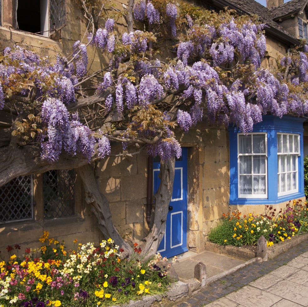 historic cottage adorned with purple wisteria and colorful flowers