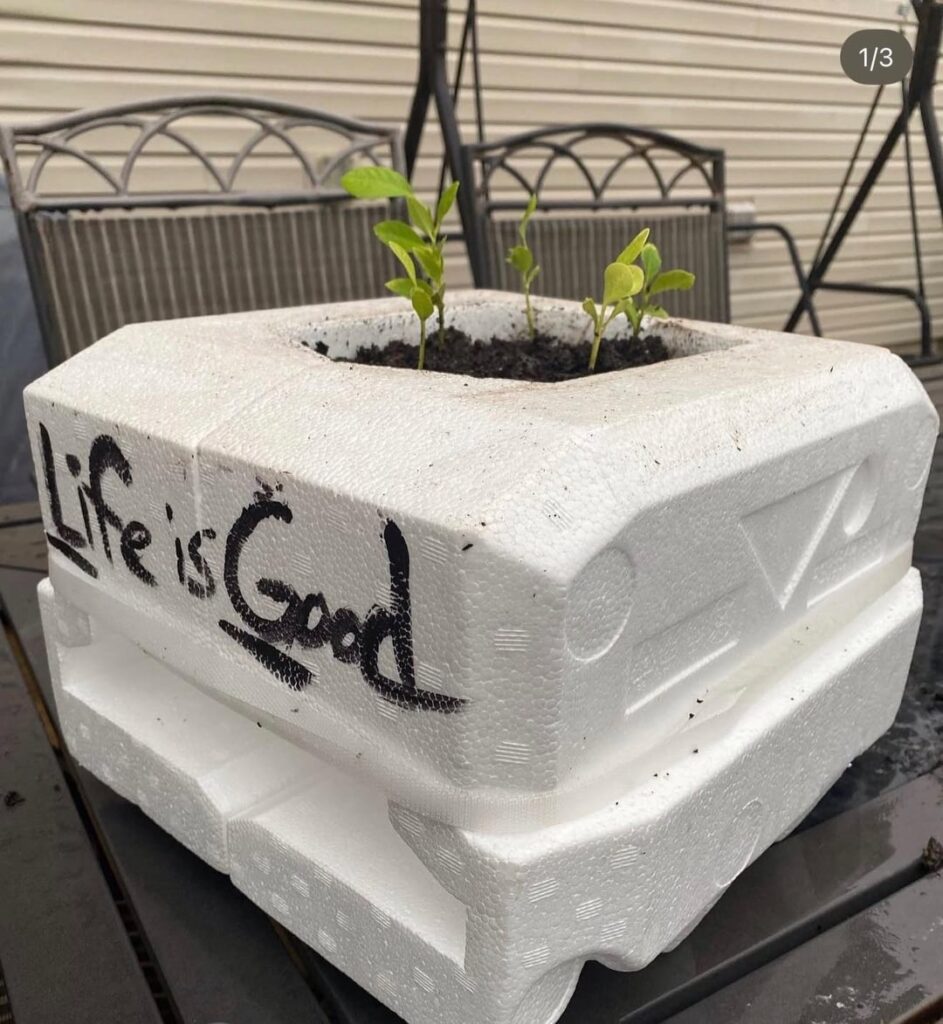 Lemon Tree