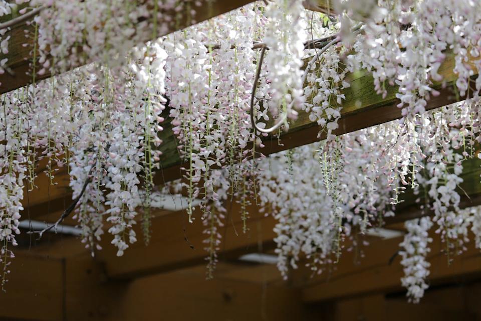 wisteria (scientific name: wisteria), a genus of the subfamily of the legume butterfly family. at present, taiwan is mostly distributed in the middle altitude mountain areas and northern taiwan.