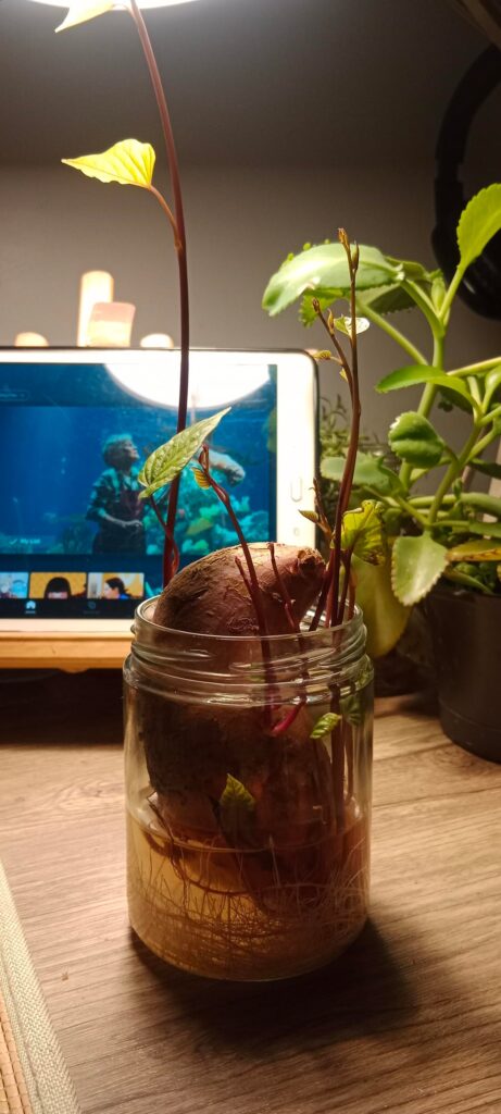 Sweet Potato Update