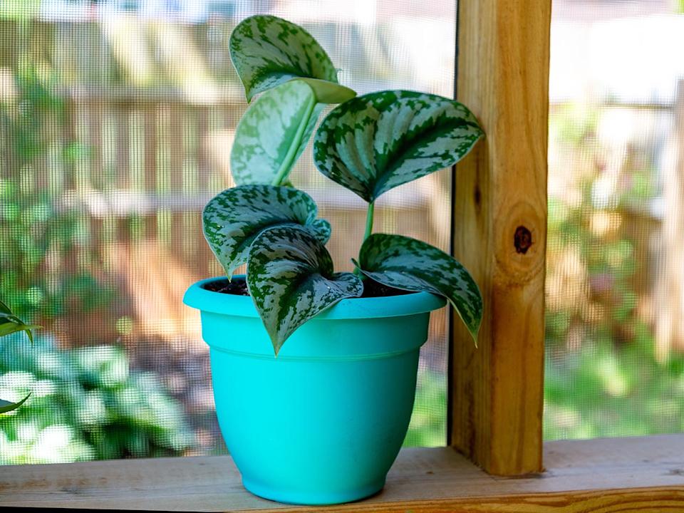 The Bloem Ariana Self-Watering Planter during testing 