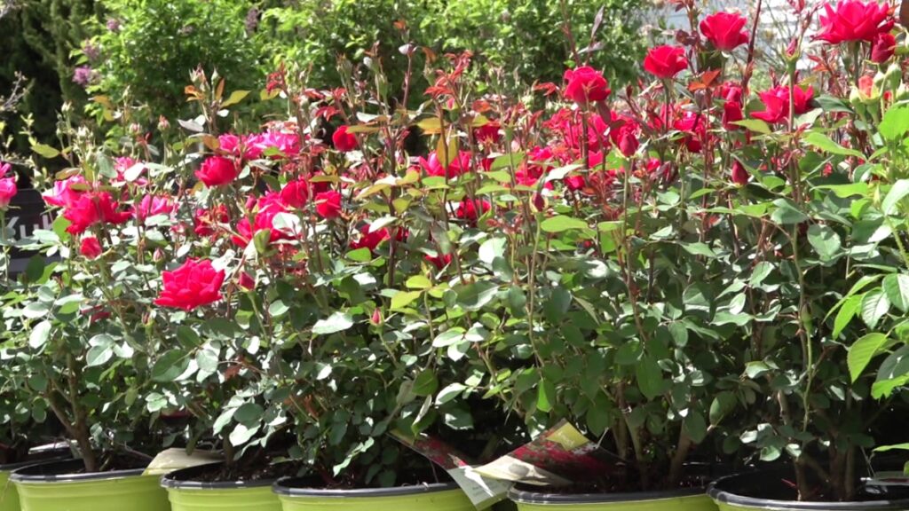 Greenhouse offers pollinator-friendly gardening tips Greenhouse offers pollinator-friendly gardening tips