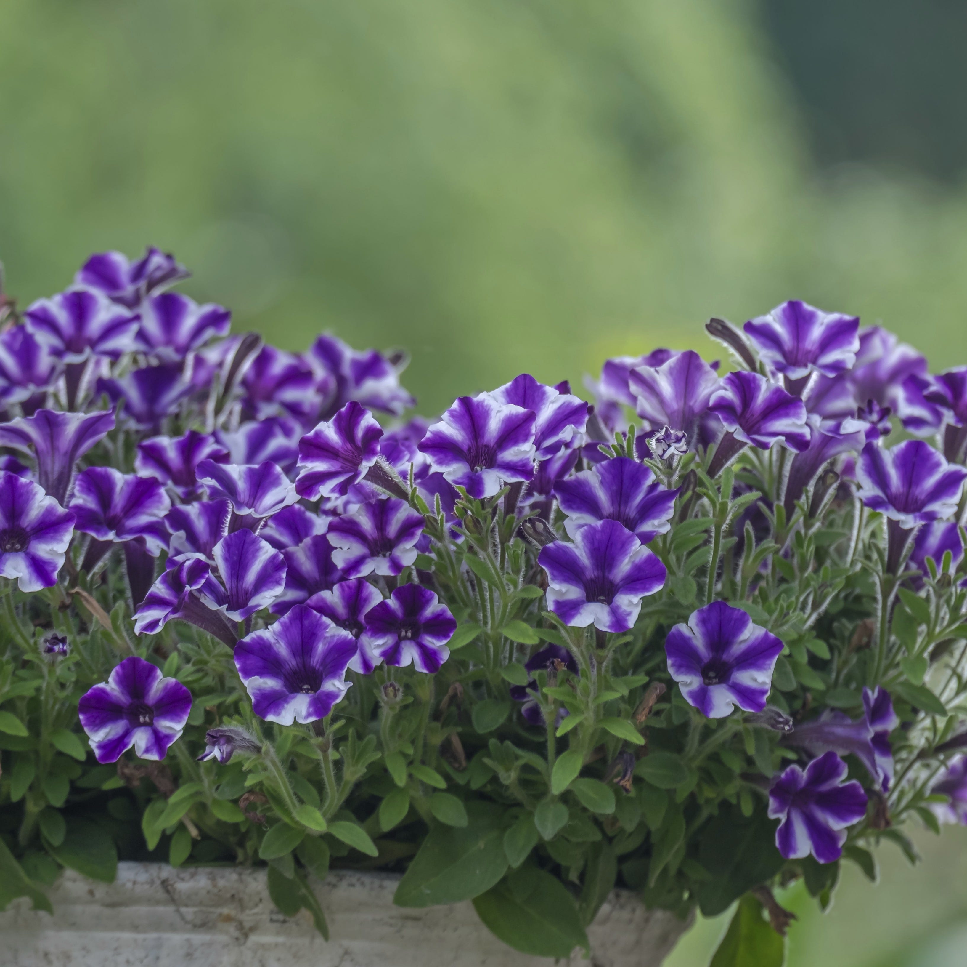 Petunias in a flower box, North Rhine-Westphalia, Germany