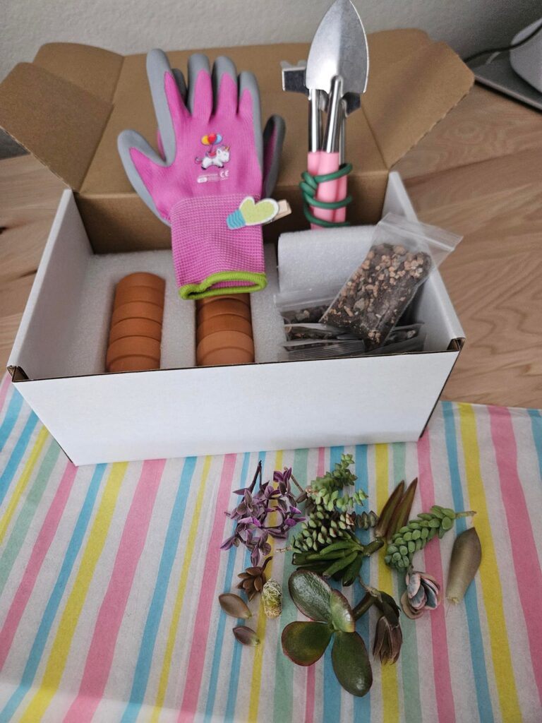 I made a mini succulent box for my 4-year-old niece. I made a mini succulent box for my 4-year-old niece.