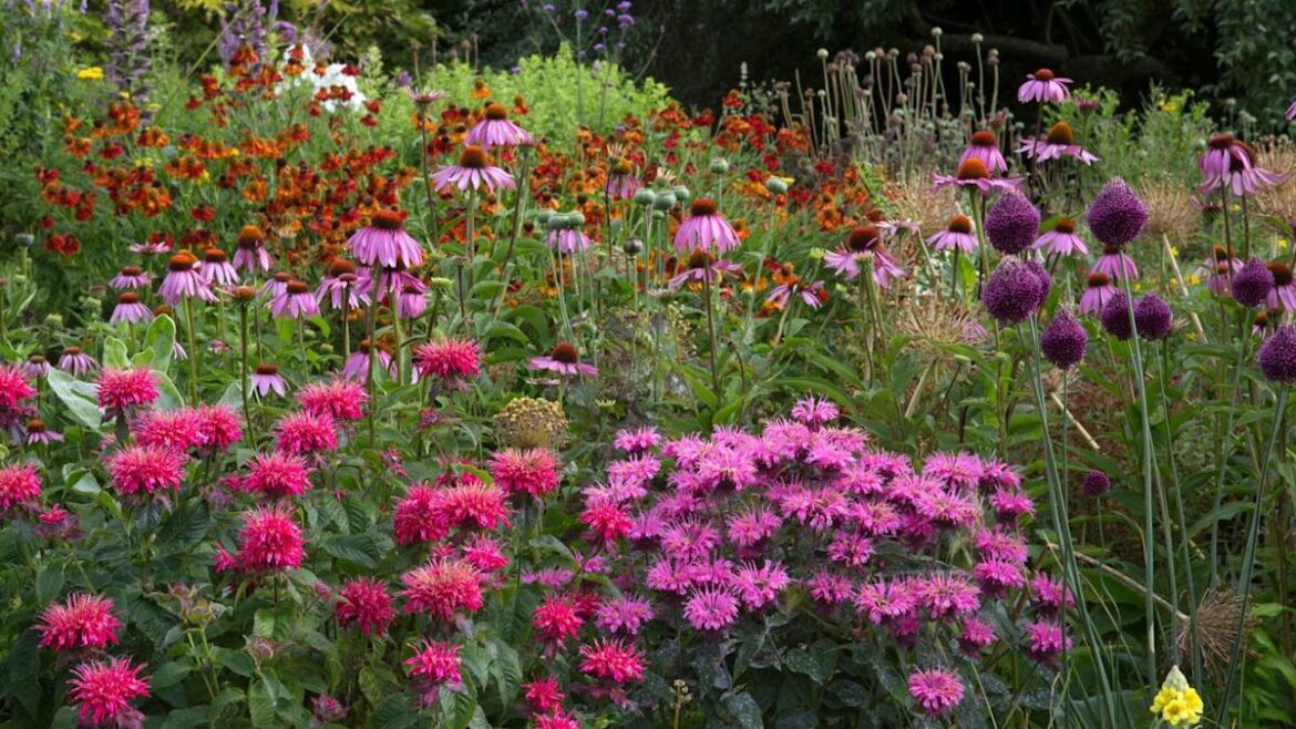 What To Plant Now For A Garden That Peaks In August