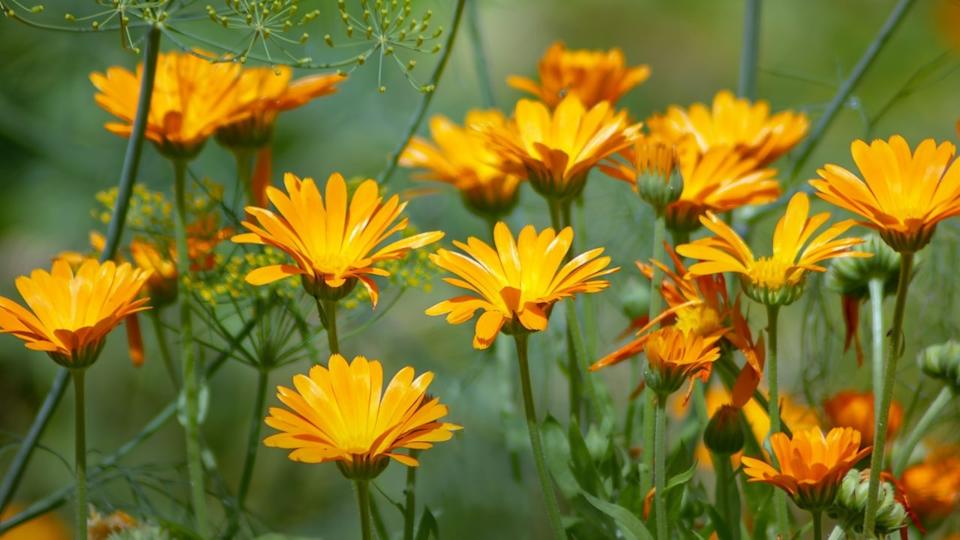 Field with calendula flowers in the garden. Marigold has been used in tinctures, ointments, and washes to treat burns, bruises, and cuts