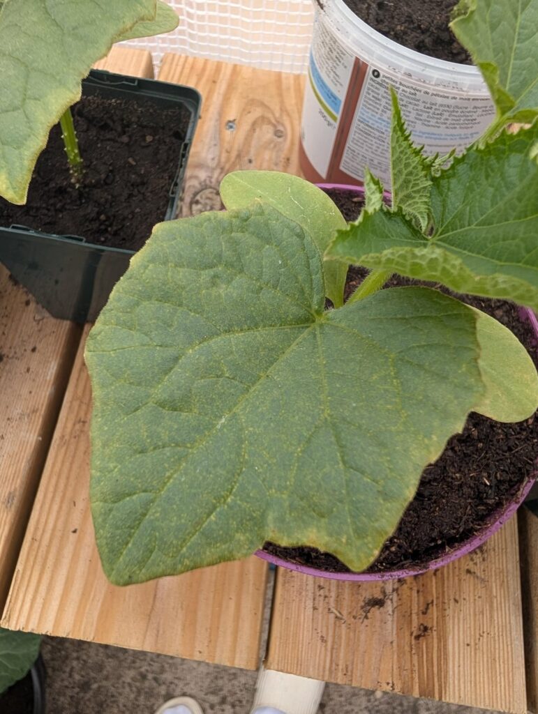Why do my cucumber leaves look like this ?