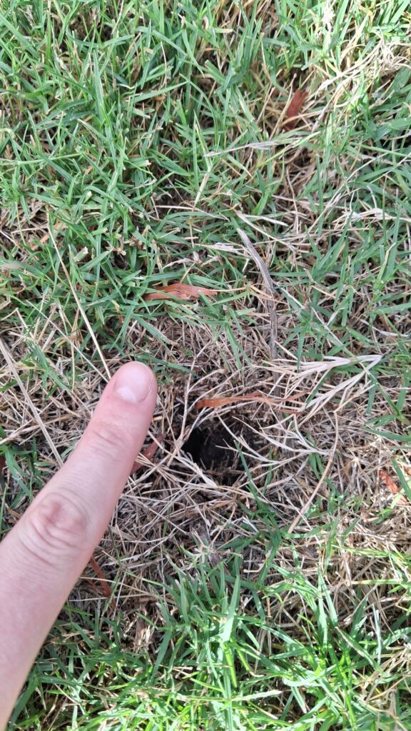 Little holes in lawn