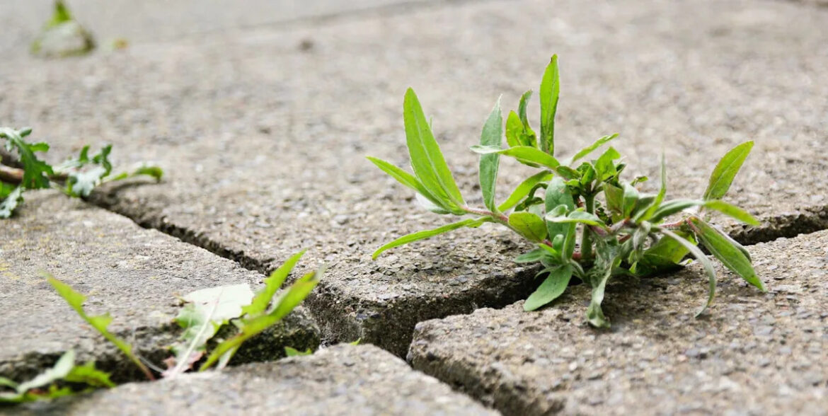 Weeds taking over your patio? Try this expert-approved fix for long-lasting results Weeds taking over your patio? Try this expert-approved fix for long-lasting results
