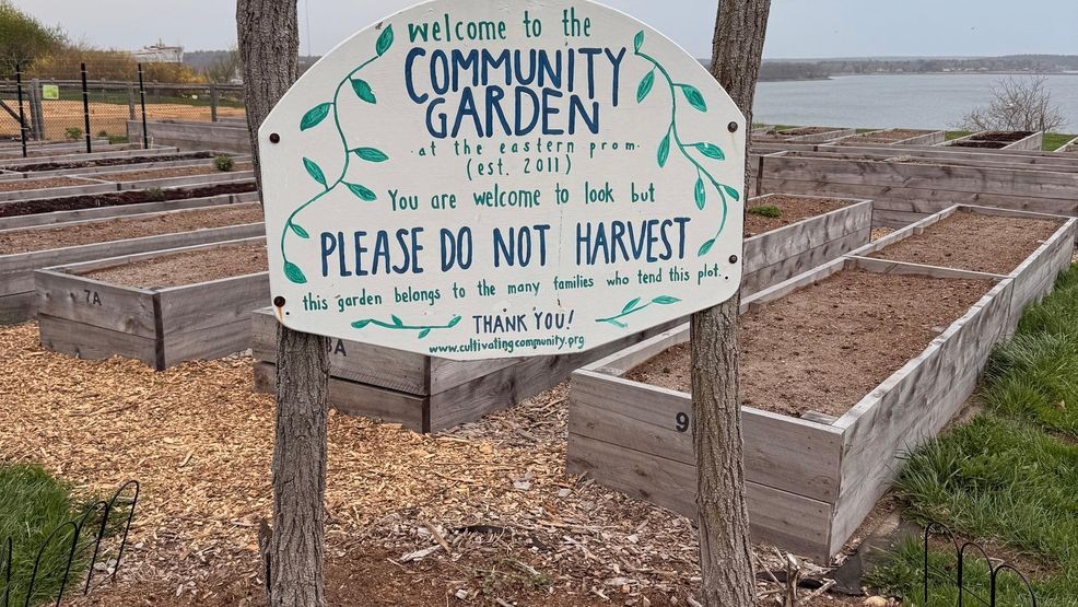 New garden beds at the Casco Bay Community Garden will soon be filled. (WGME)