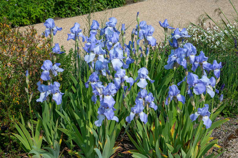 Pale blue Iris 'Jane Philips' flowering in May