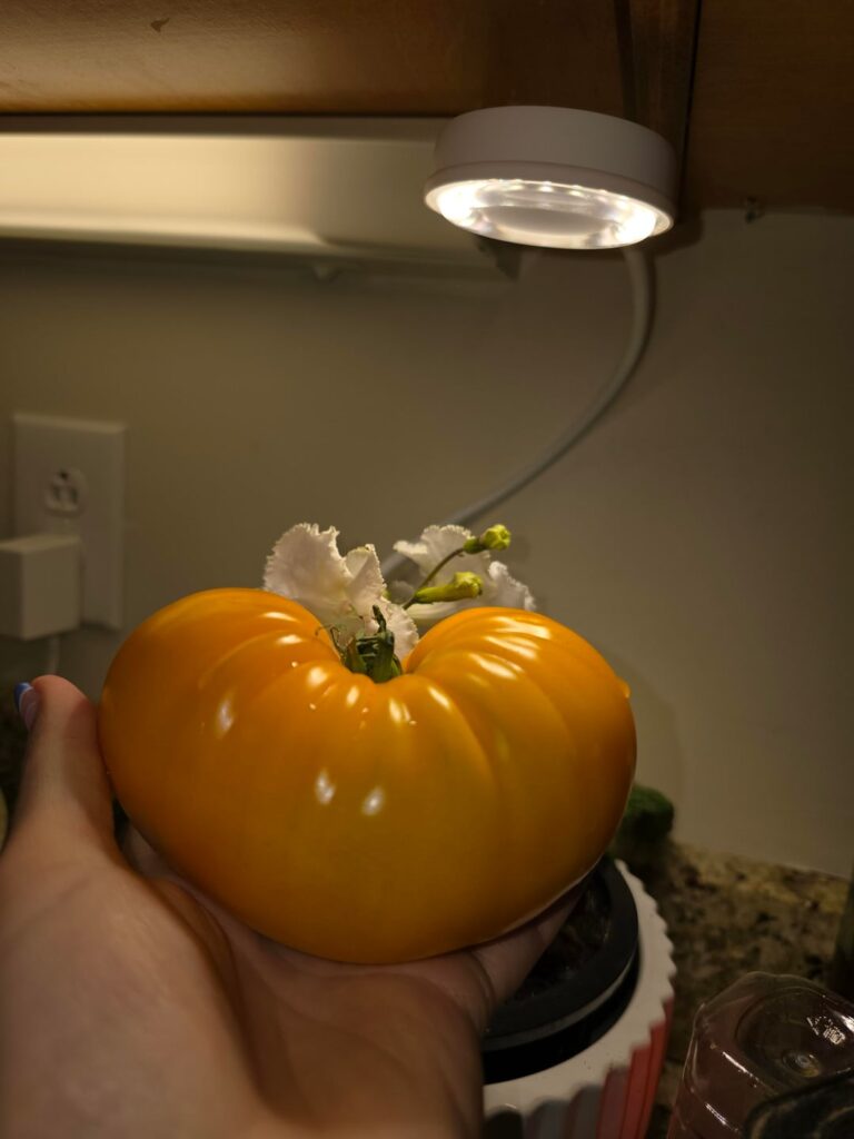 I purchased this lovely tomato.