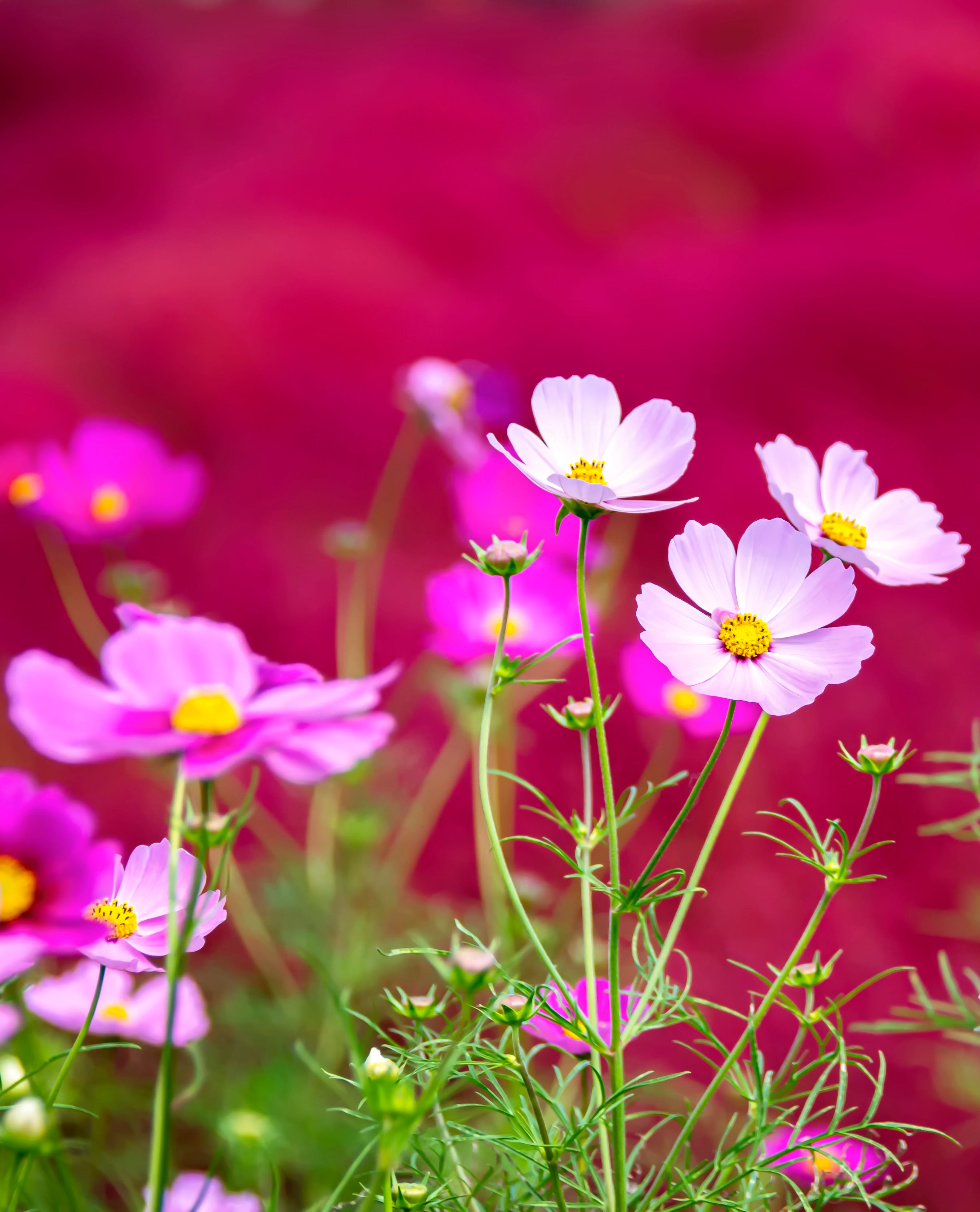 beautiful cosmos flowers with background of kochia grasses.