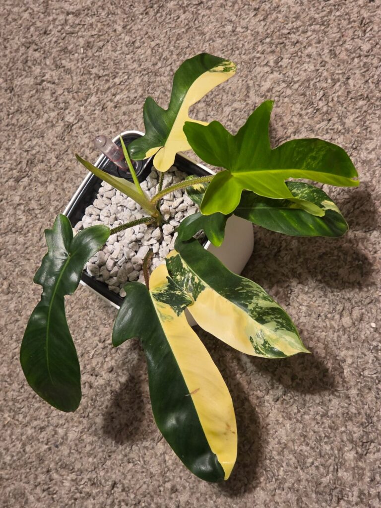 Philodendron Squamiferum variegated