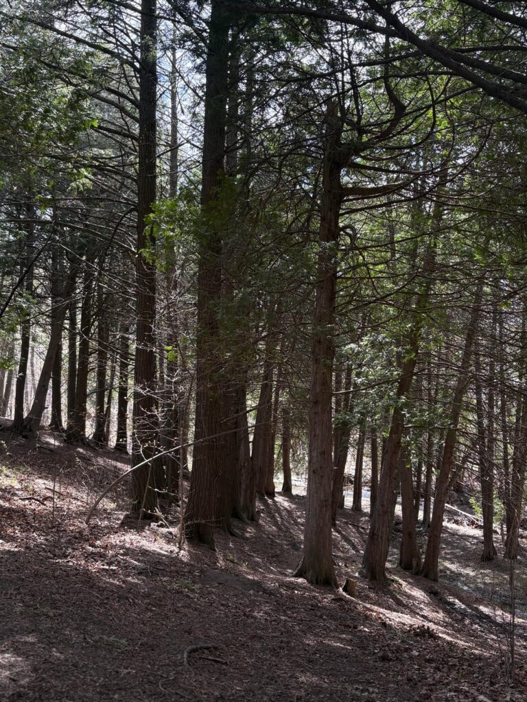 Beautiful walk today 🌲🌳