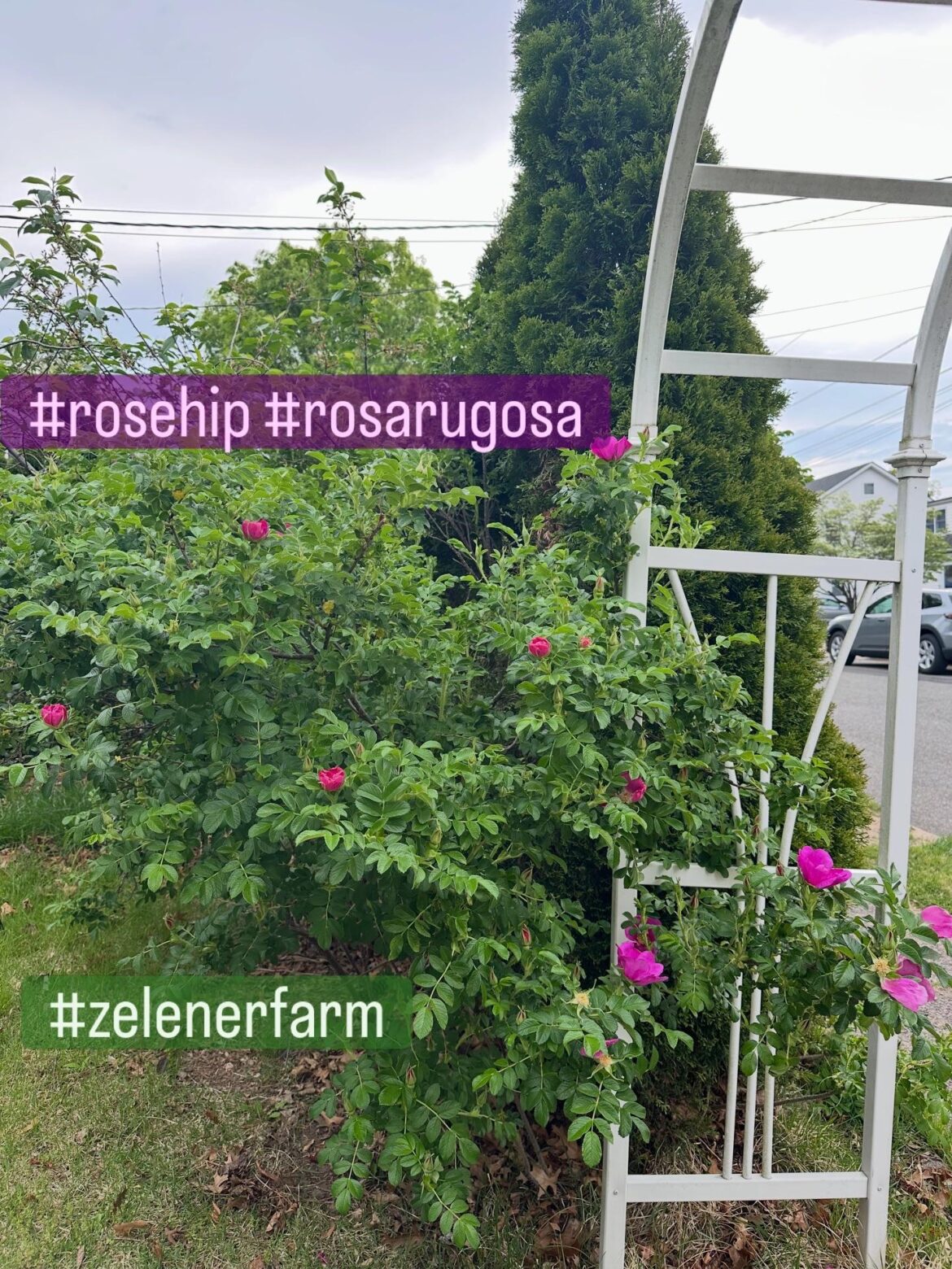 Rosehips Rosa Rugosa 💯 % Organic Medicinal Plants 🌺🌱