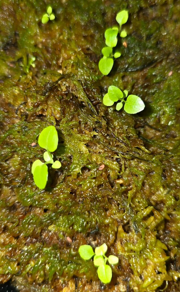 Plant ID Help