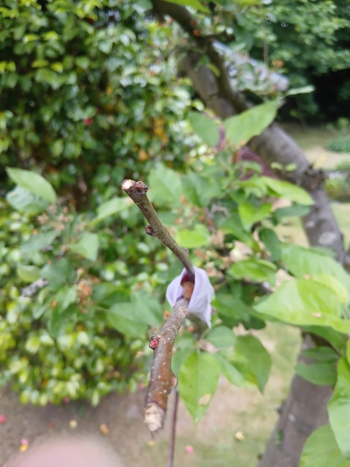 Apple scions grafted on crab apple tree