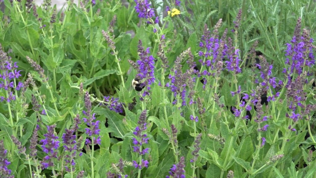 Gardening tips for pollinator-friendly blooms Gardening tips for pollinator-friendly blooms