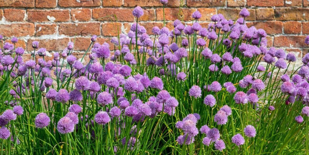 Purple Plants: 9 Easy Flowers To Add For Summer Colour – Including Dramatic Alliums Purple Plants: 9 Easy Flowers To Add For Summer Colour – Including Dramatic Alliums