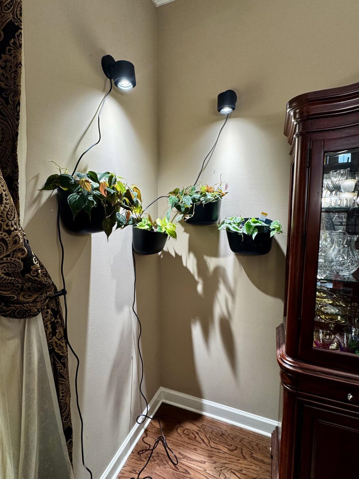 Philodendron Plant Wall Philodendron Plant Wall