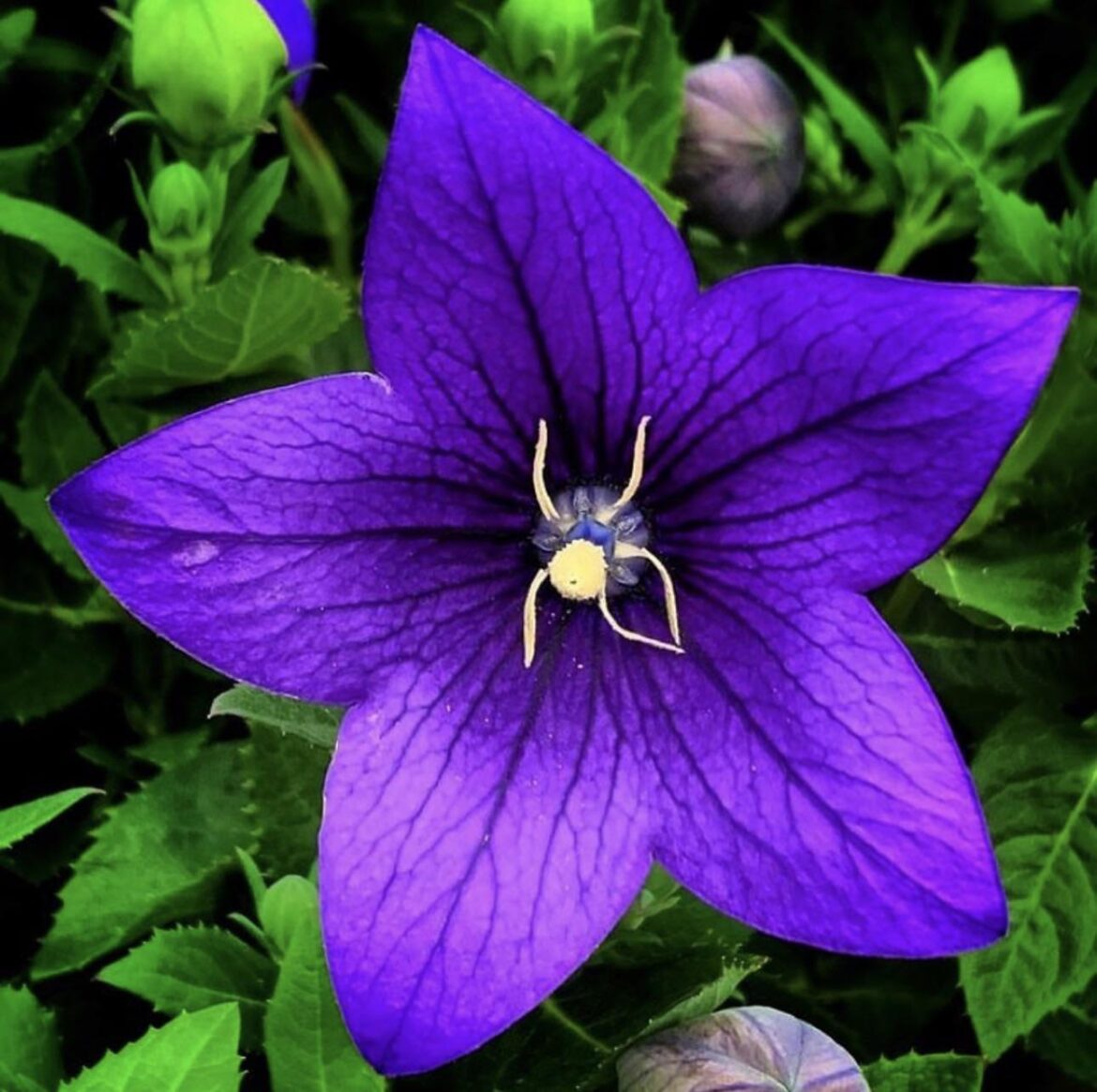 Balloon flower-Platycodon
