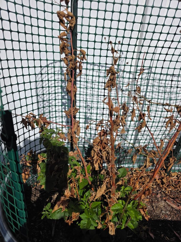 Do I cut these canes down?