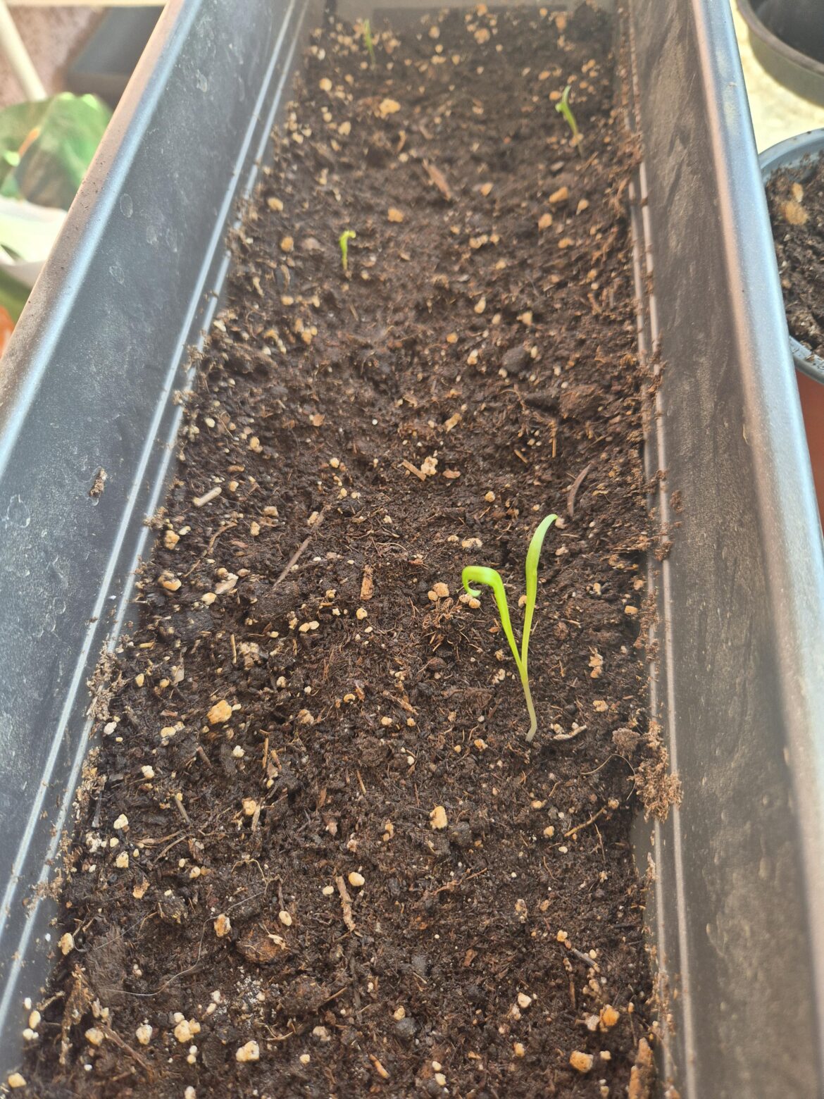 Super spinach
