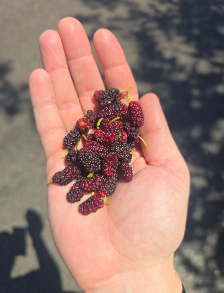 I've lived in my condo for 2 years and just realized there's 2 mulberry trees in the neighborhood. First time harvesting them 🙂