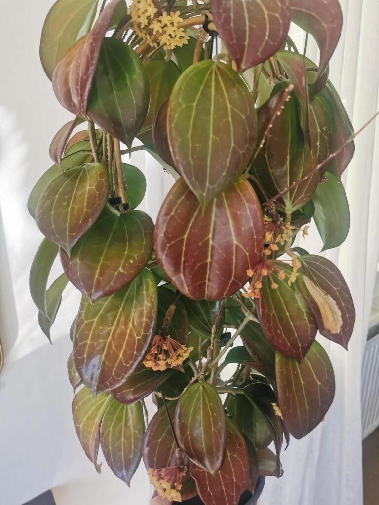 Hoya Quinquenervia <3