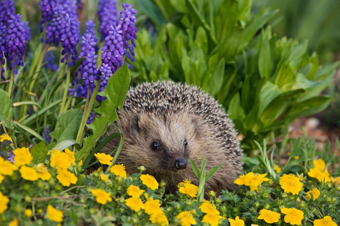 If you consider the collective power of the UK's gardens, the potential to make a meaningful difference for nature is extraordinary