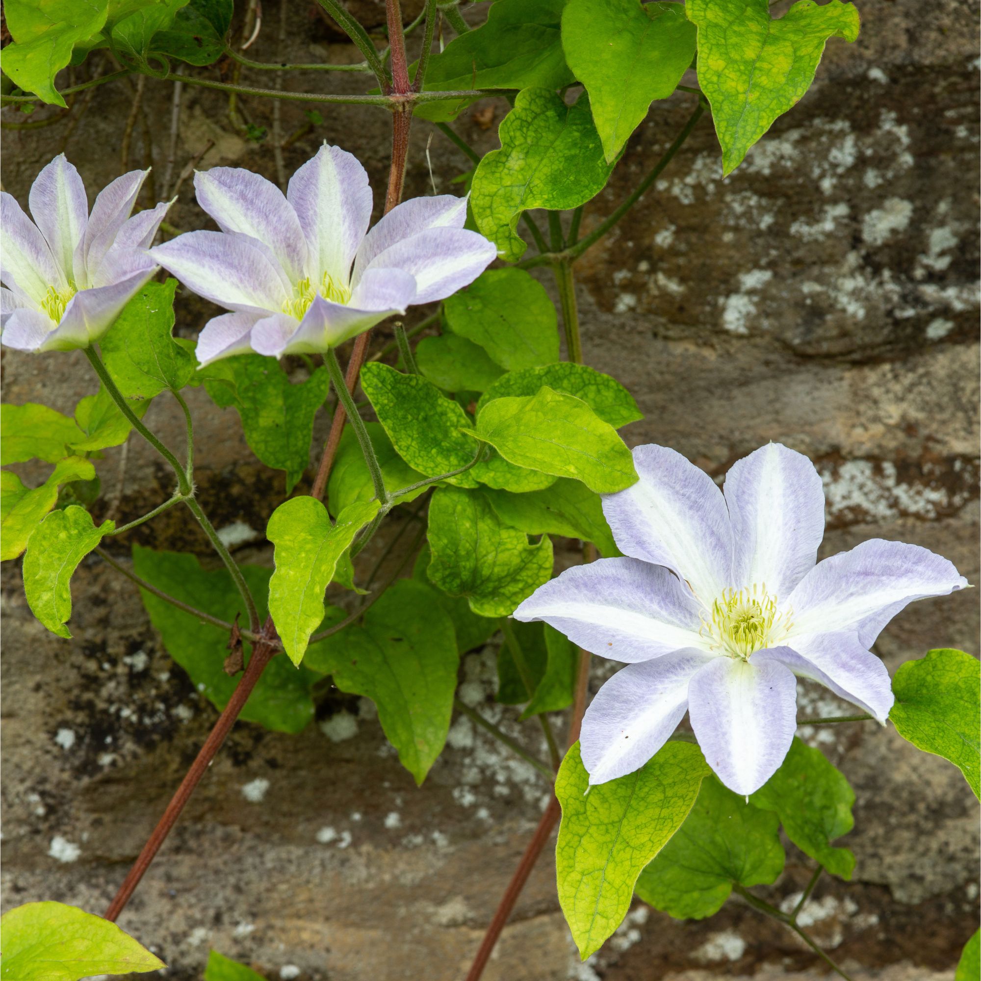 Blue and white clematis flowers growing along wall in garden
