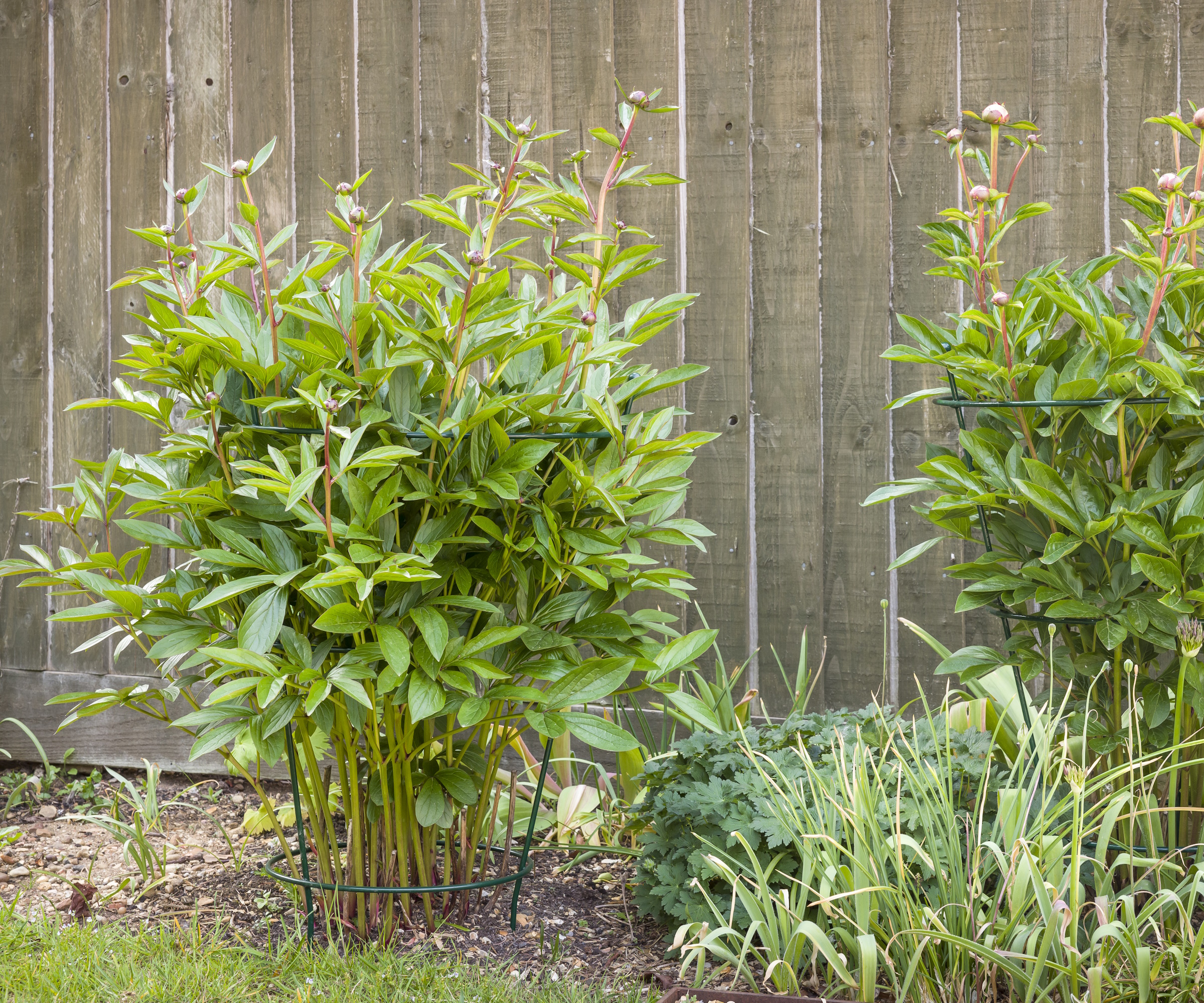 Peonies growing through a cage