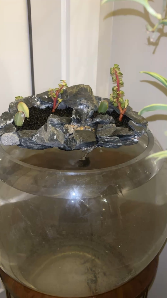 What do you think of this idea I had for a betta bowl