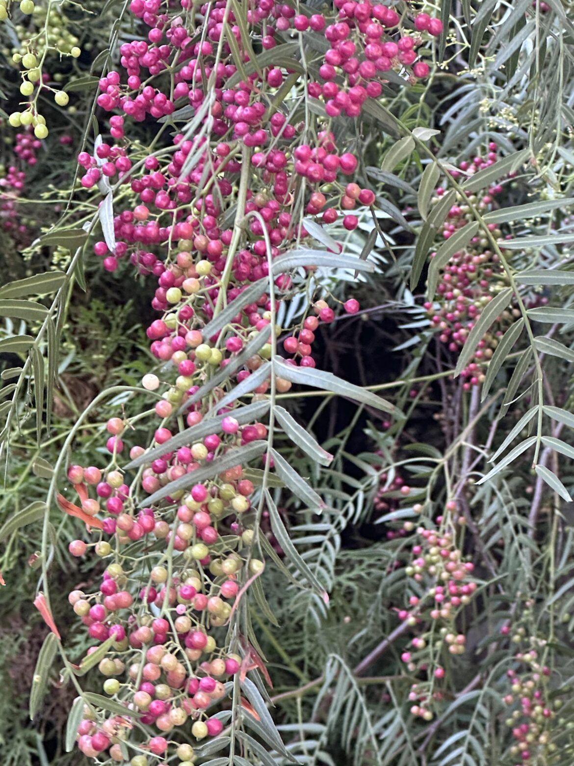 Peruvian Peppertree (Schinus molle)
