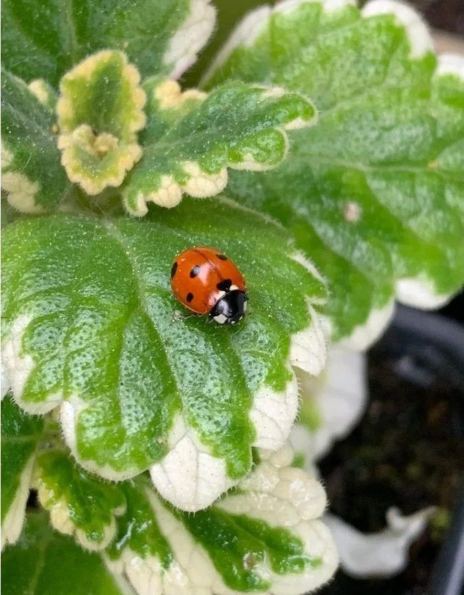  Don’t be in a hurry to clean up leaves and debris in the yard this spring. They can provide shelter for insects and small animals. Photo, Deborah Maier