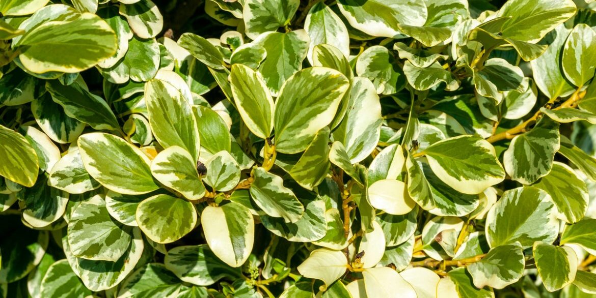 6 Fast-Growing Hedges That Block Out Neighbours Within A Year 6 Fast-Growing Hedges That Block Out Neighbours Within A Year