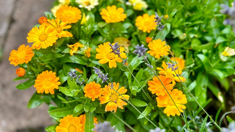 Orange and yellow calendula in a container.