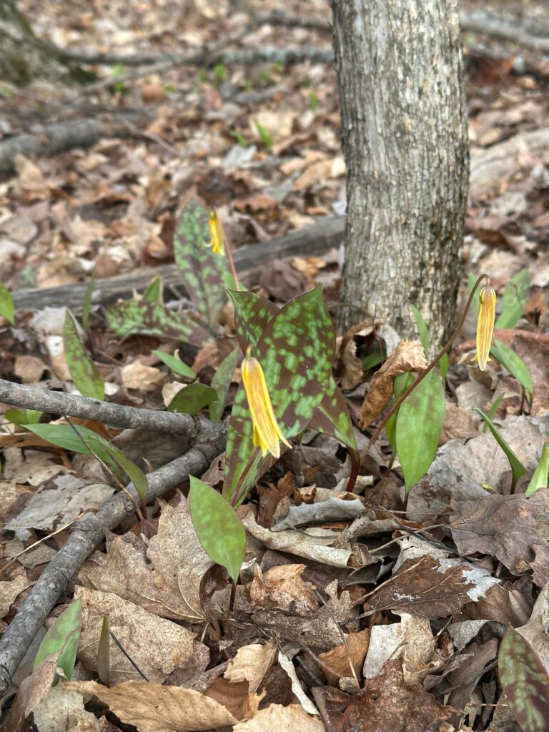 Trout lilies and trillium on a friend’s land in MI, zone 5a