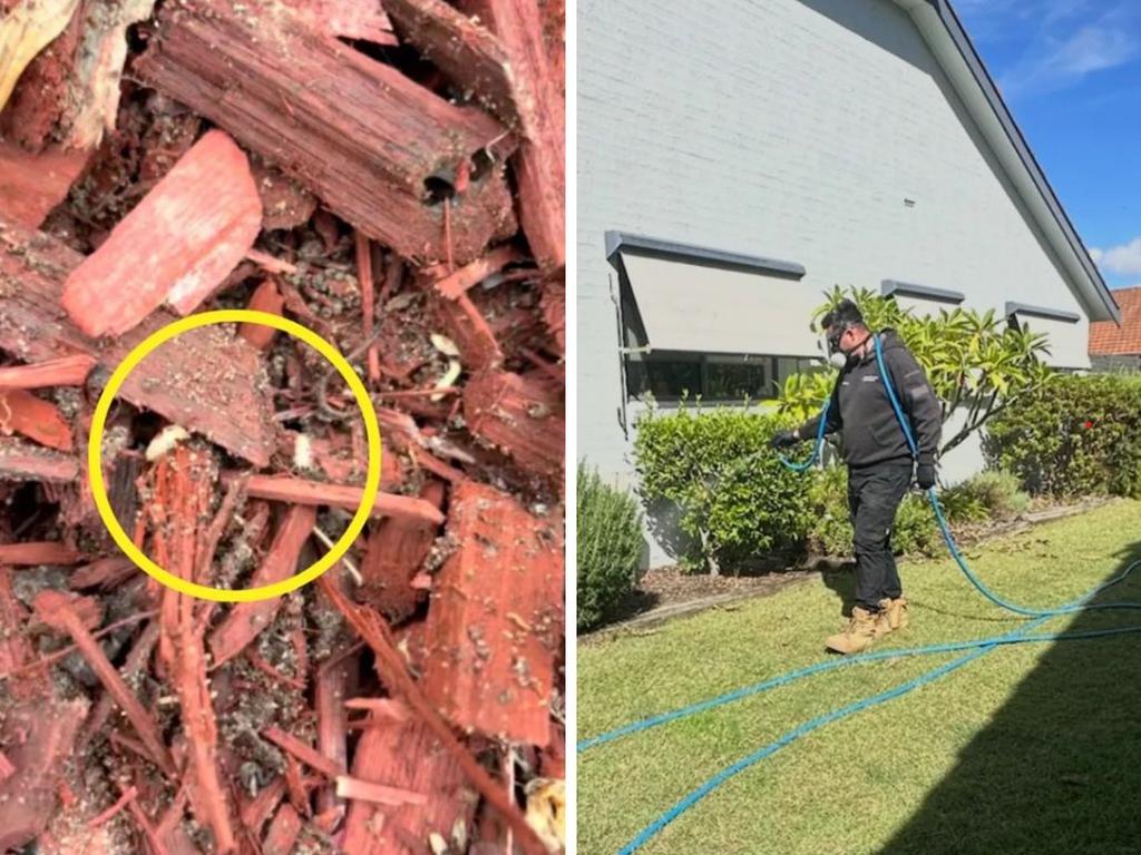Expert warns popular garden mulch is a ‘breeding ground’ for termites Expert warns popular garden mulch is a ‘breeding ground’ for termites