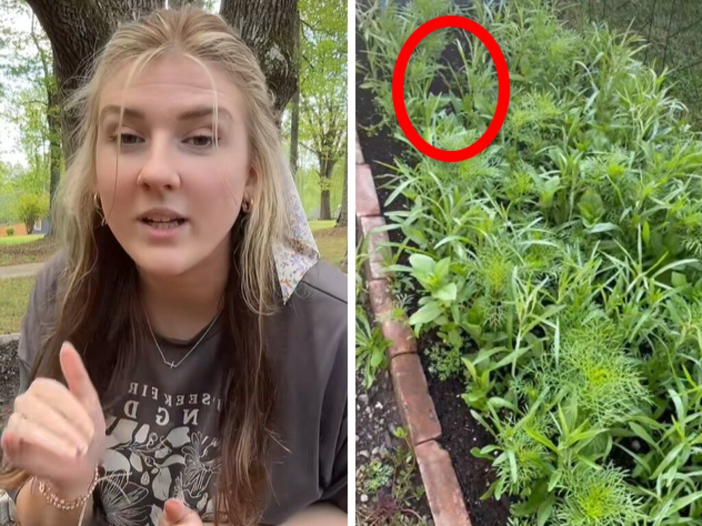 Chaos gardening trend slashing maintenance bills for homeowners Chaos gardening trend slashing maintenance bills for homeowners