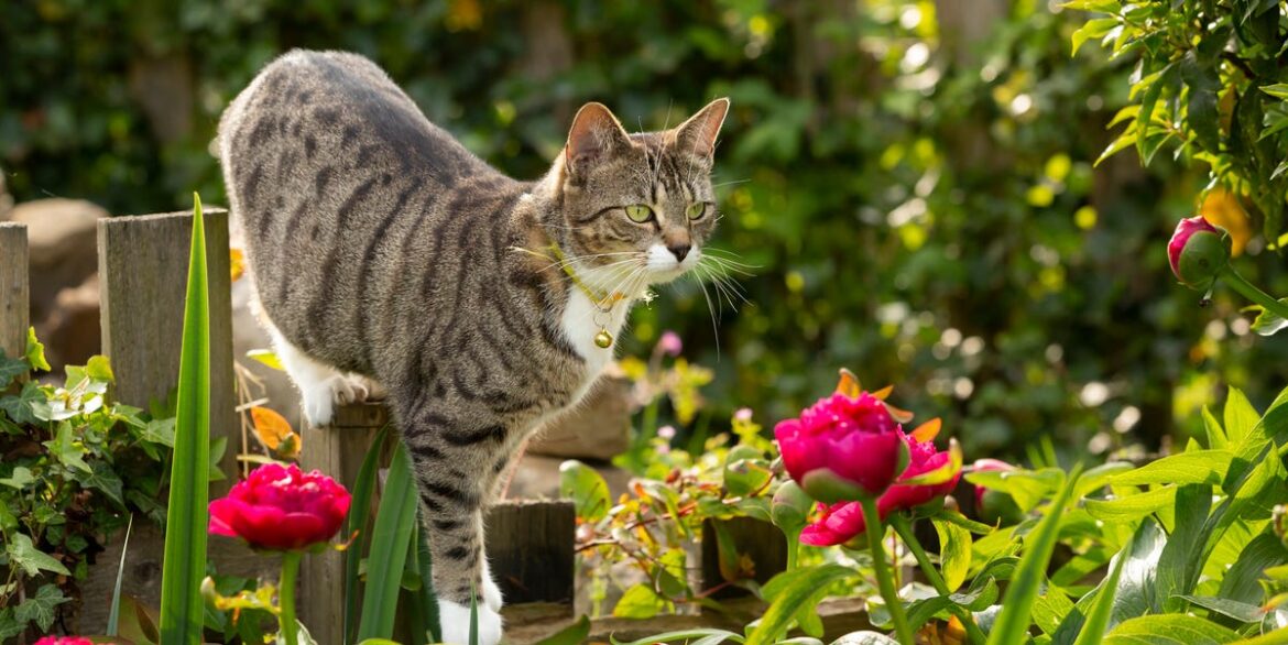 How To Keep Neighbours’ Cats And Dogs Out Of Your Garden