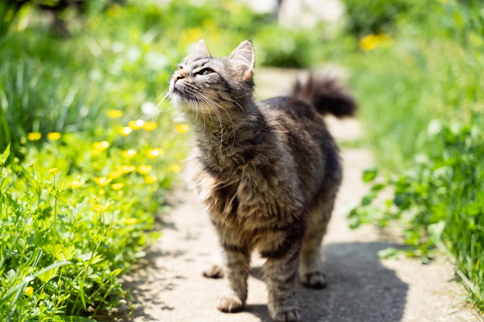 gray domestic cat walking on the path near the house
