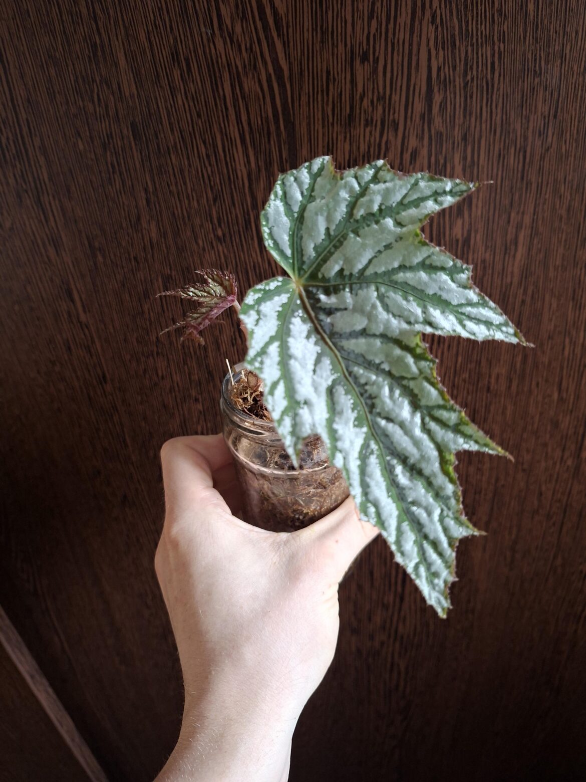 Does anyone know what kind of begonia this is?