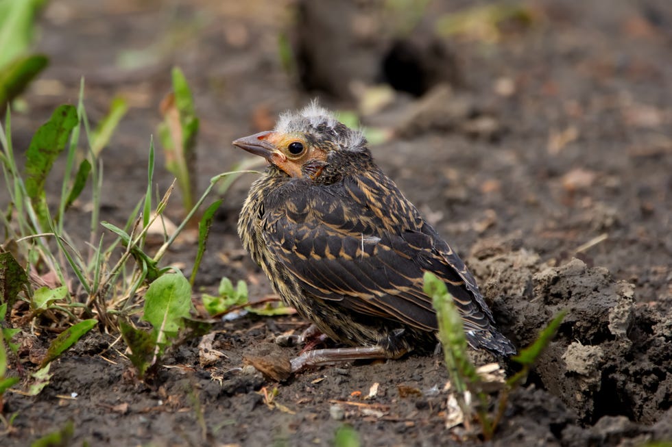 Young baby of Red winged blackbird is sitting on the ground. Young baby of Red winged blackbird is sitting on the ground.