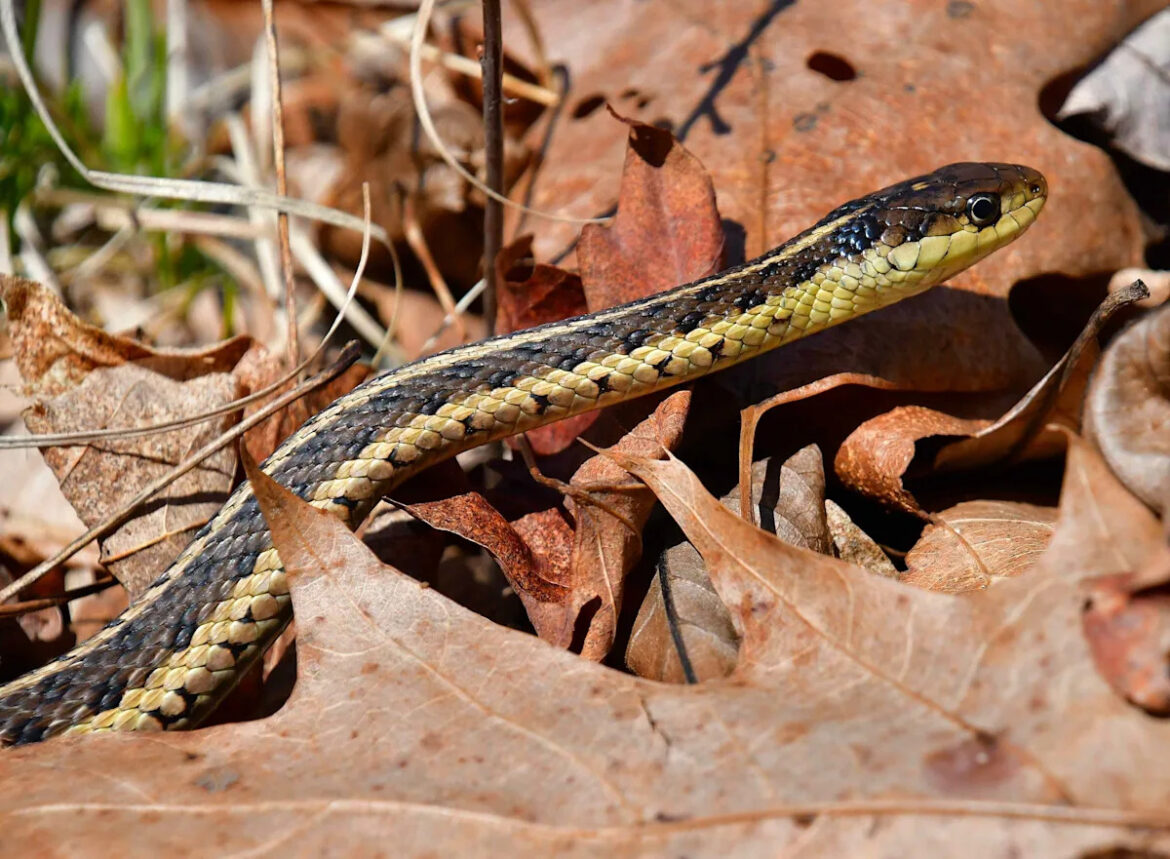 5 ‘Scary’ Backyard Animals That Are Actually Good for Your Garden Yahoo lifestyle home