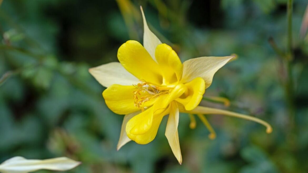 10 Shade Loving Perennials to Add to the Yard 10 Shade Loving Perennials to Add to the Yard