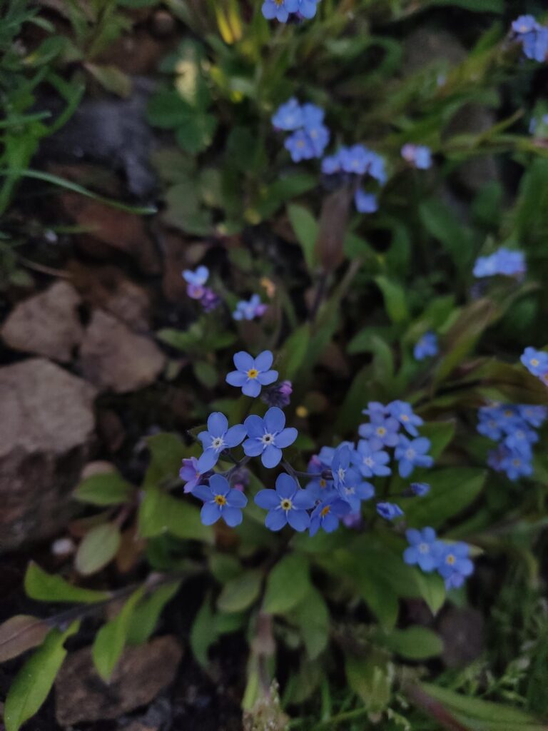 Forget-me-not