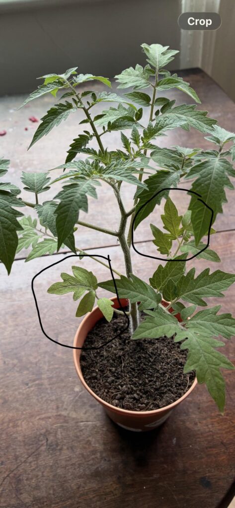 Bottom leaves starting to lighten? Bottom leaves starting to lighten?