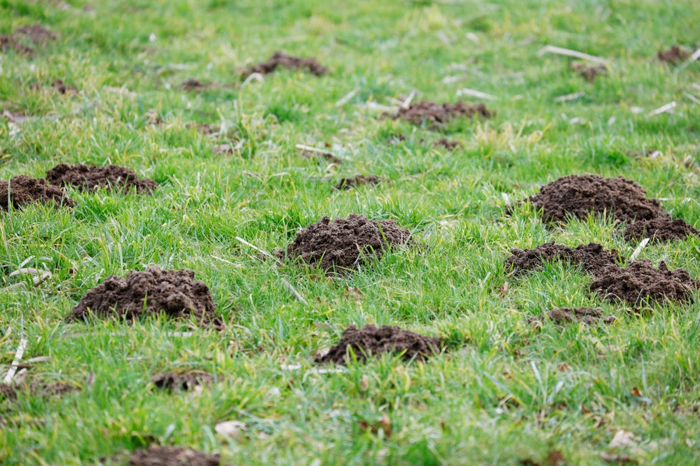 Molehills in a garden, France Molehills in a garden, France
